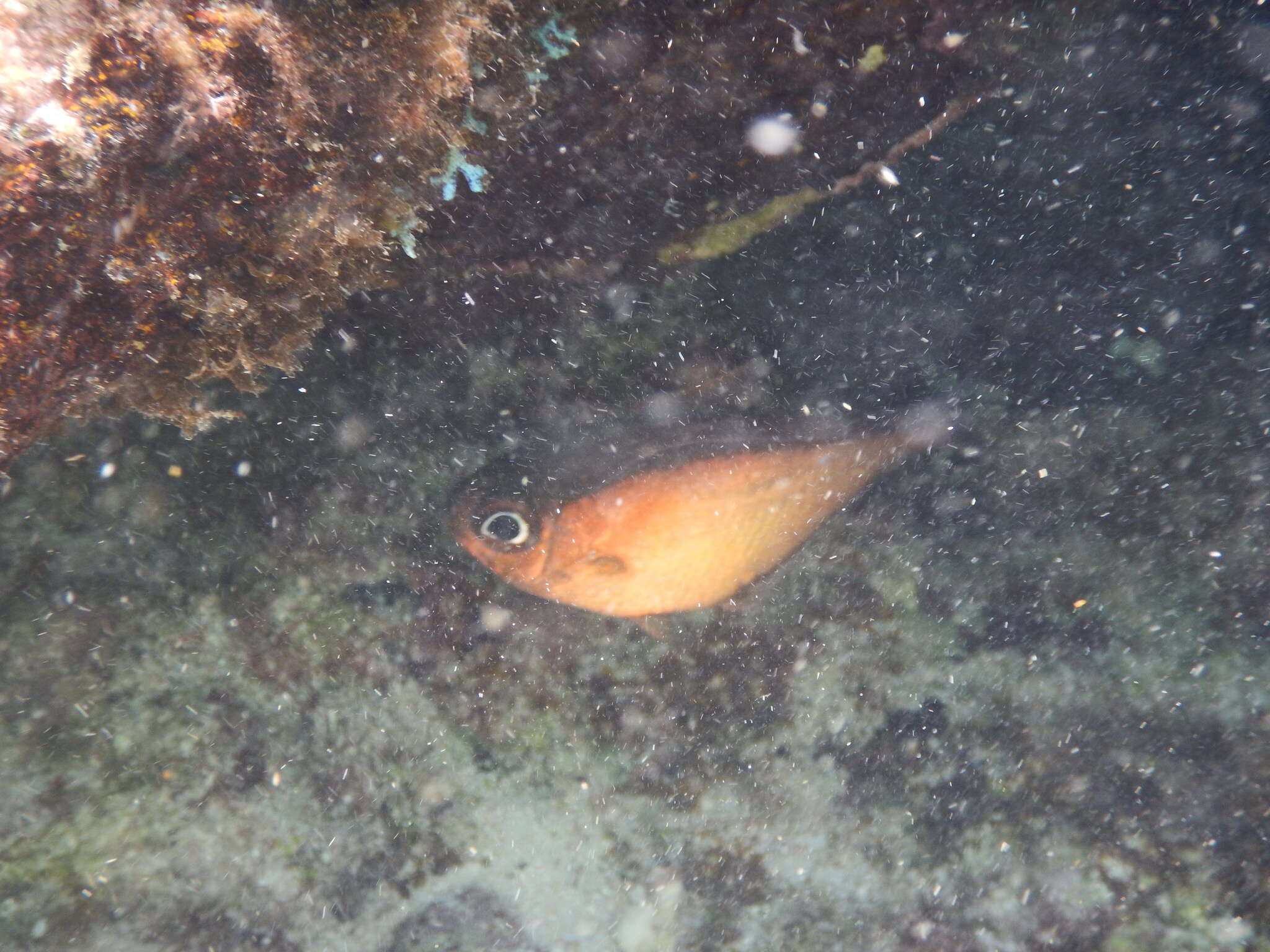 Image of Copper sweeper