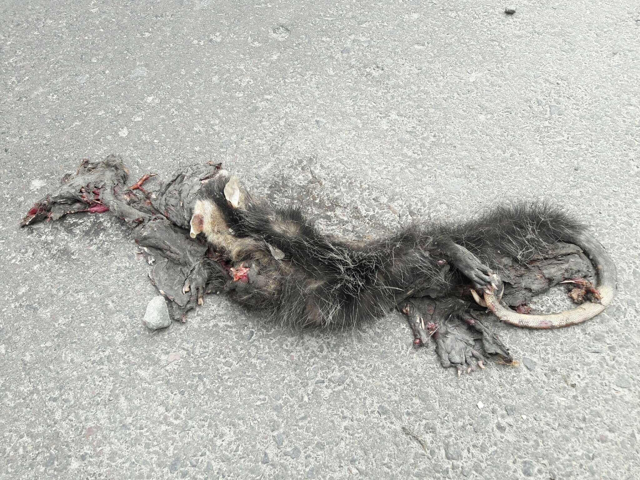 Image of Andean White-eared Opossum