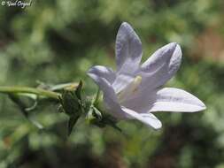 Imagem de Campanula stricta L.