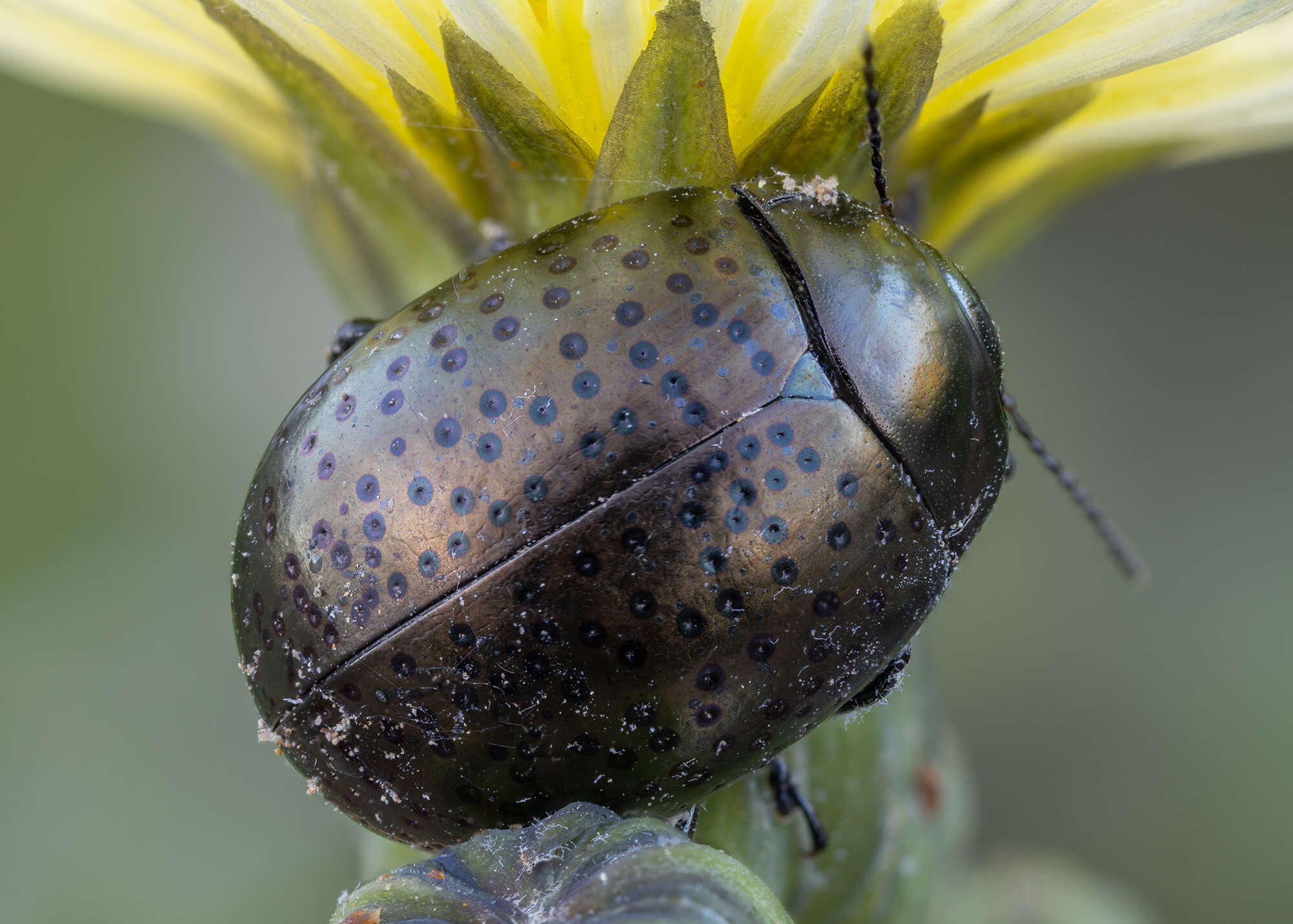 Image of <i>Chrysolina bicolor</i>