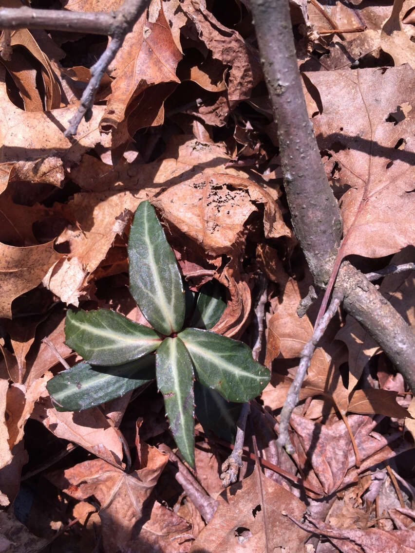 Image of striped prince's pine