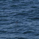 Image of Stejneger's petrel