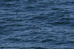 Image of Stejneger's petrel