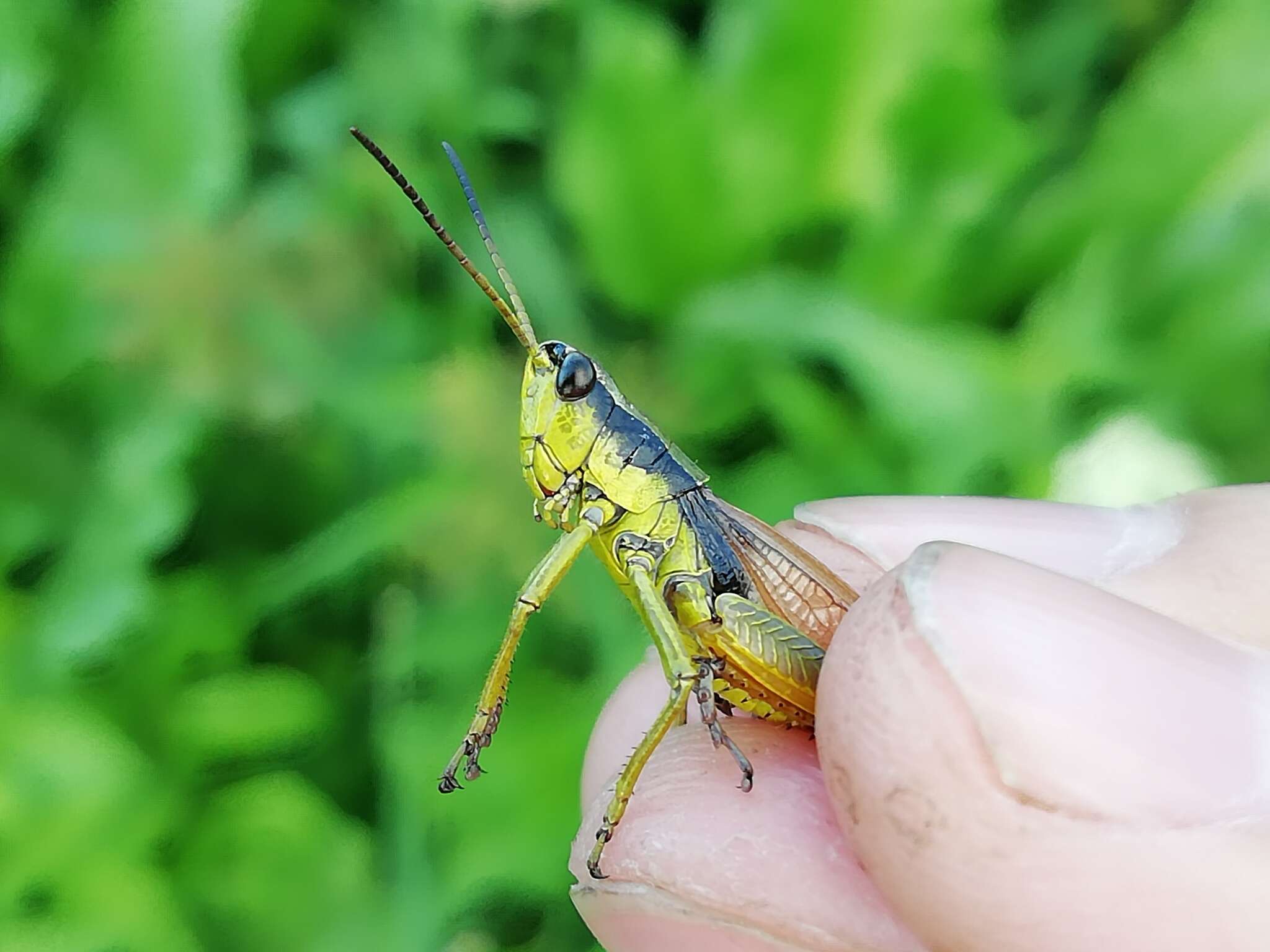 Podismopsis poppiusi (Miram 1907)的圖片