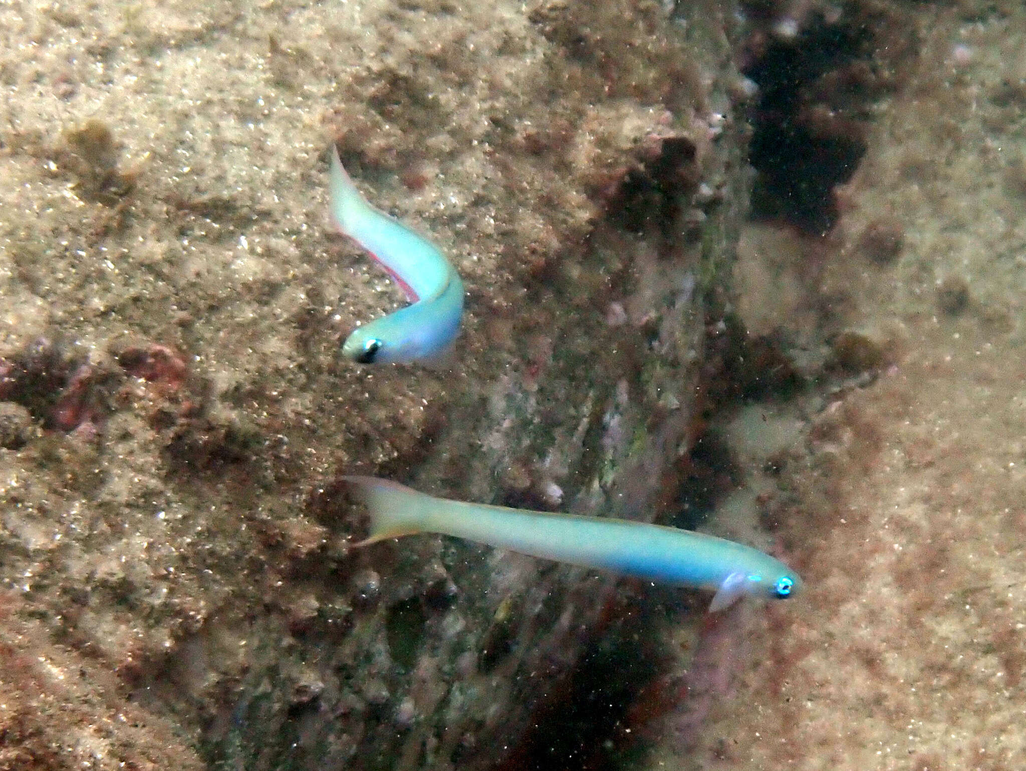 Image of Lyre-tail dart goby