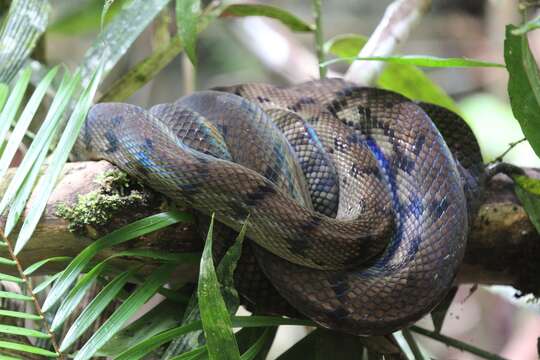 Image of Amethystine or scrub python