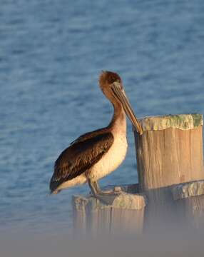 Image of Pelecanus occidentalis carolinensis Gmelin & JF 1789