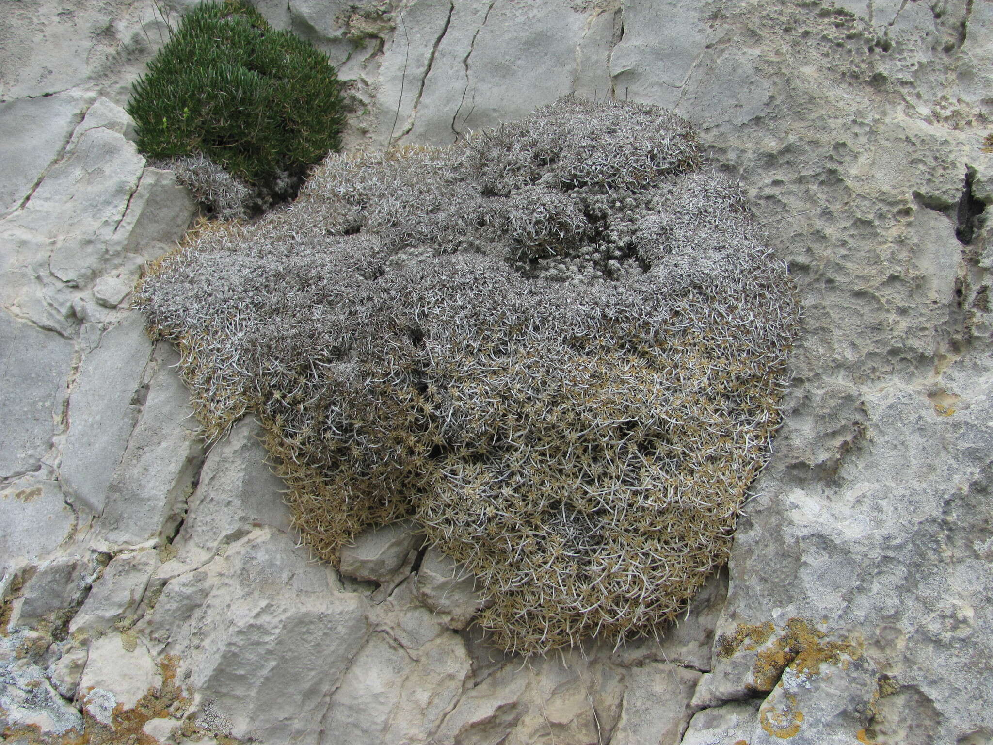 Image de Gypsophila tenuifolia M. Bieb.