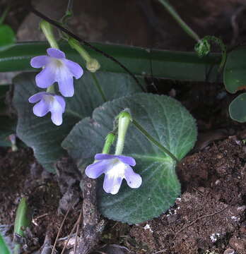 Sivun Streptocarpus prolixus C. B. Clarke kuva