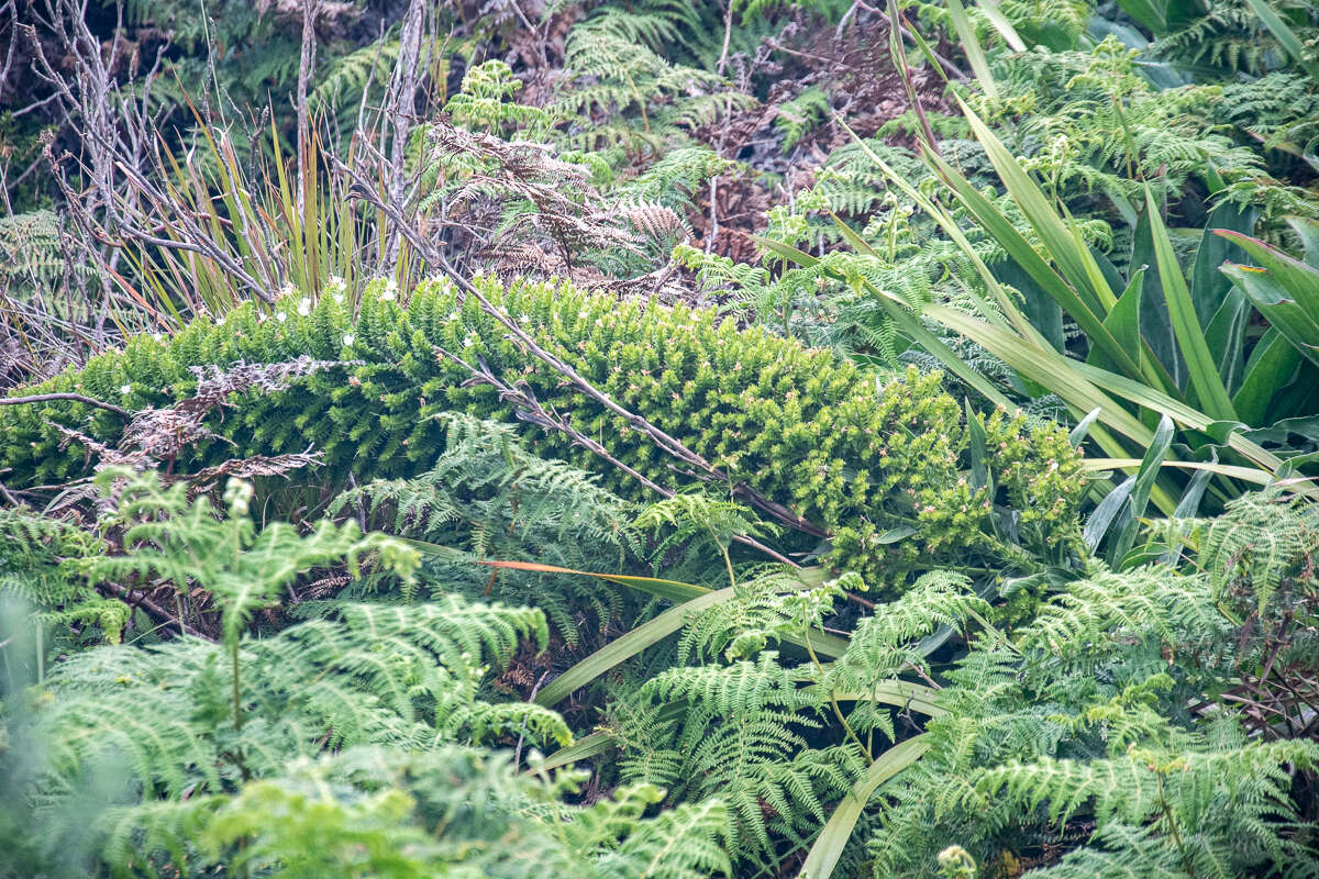 Слика од Echium simplex DC.