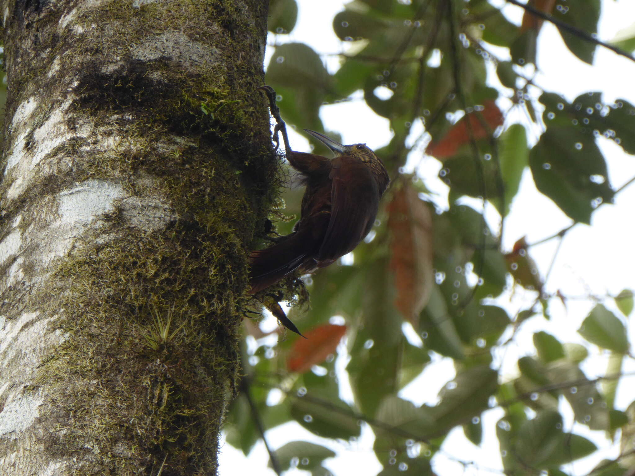 Image of Strong-billed Woodcreeper