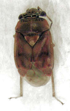 Image of Plant bug