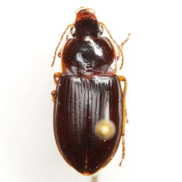 صورة Notiobia (Anisotarsus) sayi (Blatchley 1910)