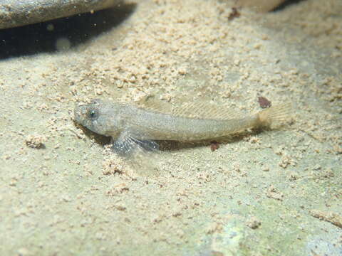 Image of Cottus sabaudicus Sideleva 2009