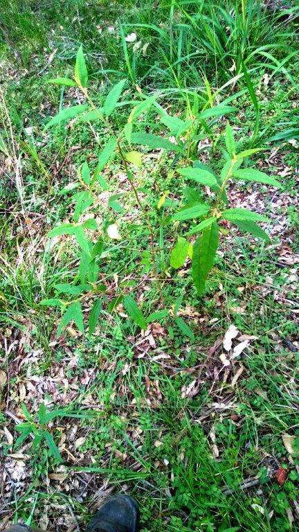 Image de Solanum stelligerum Sm.