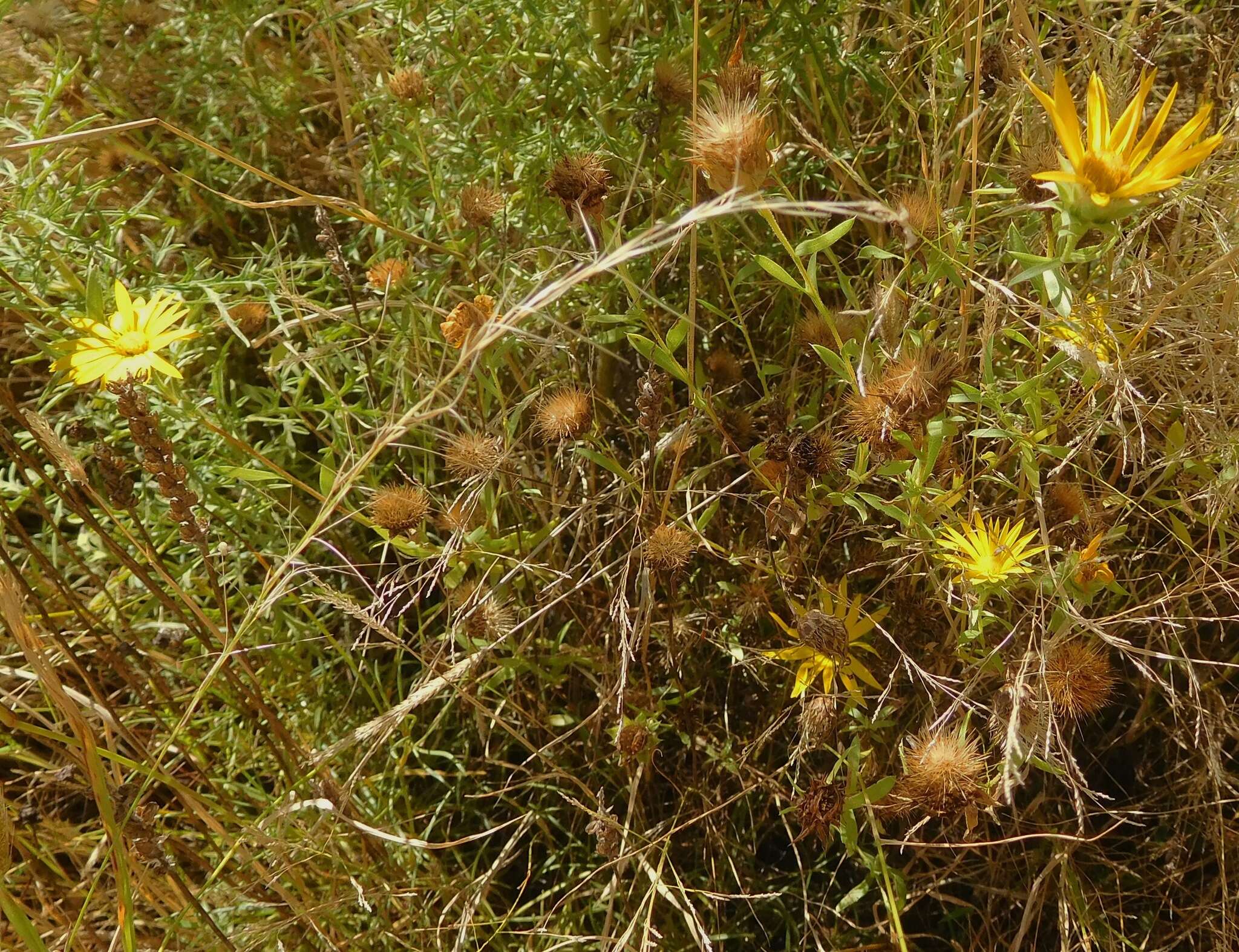 Image of Texas sleepydaisy