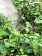 Image of Stellaria reticulivena Hayata