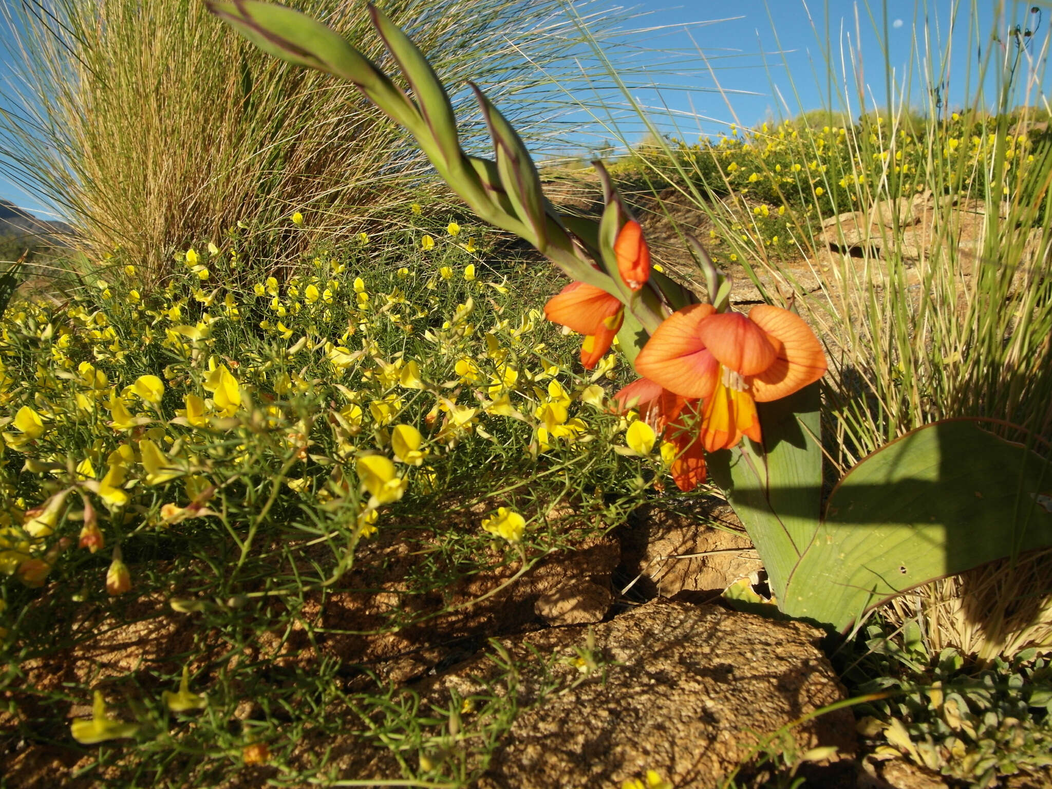 Image of Gladiolus equitans Thunb.