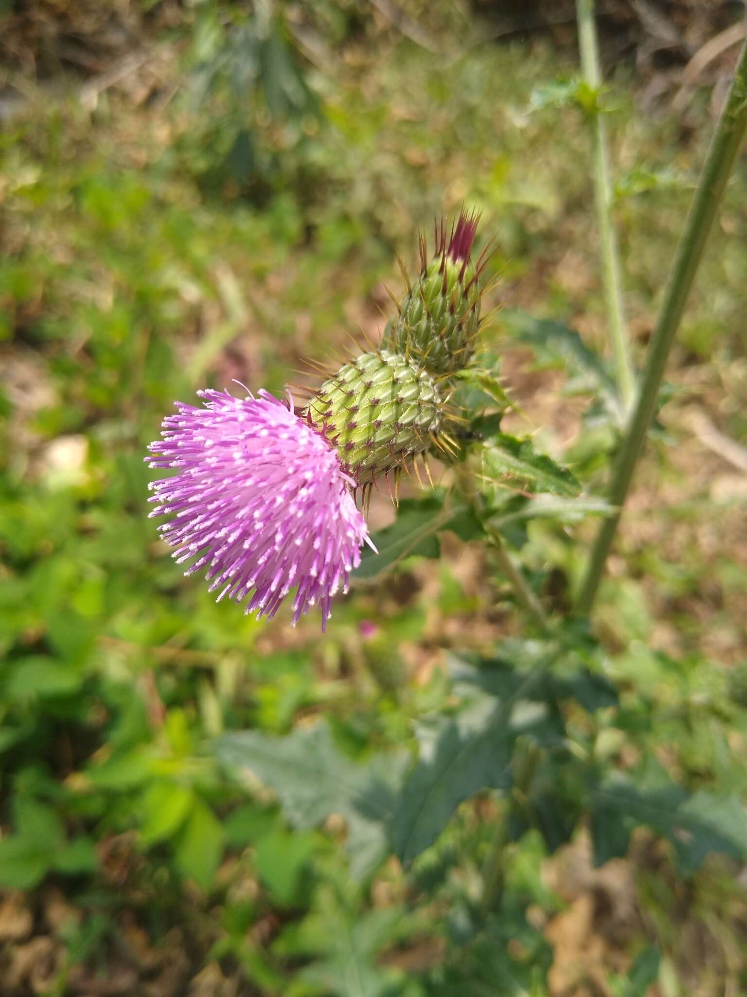 Image de Cirsium mexicanum DC.