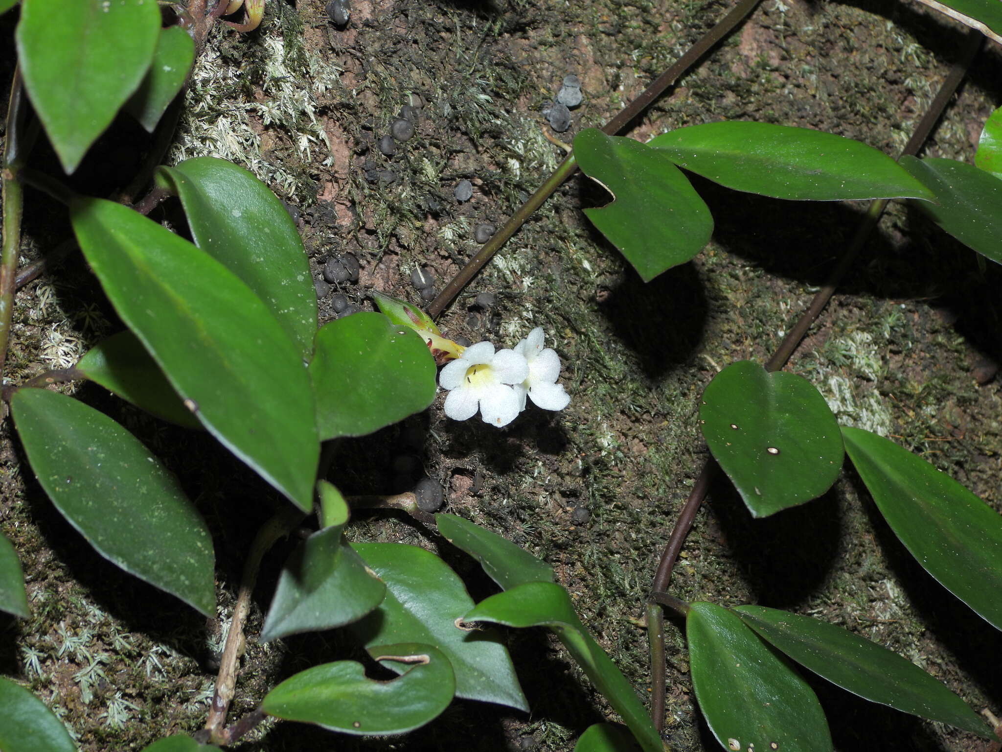 Image of <i>Codonanthopsis crassifolia</i>