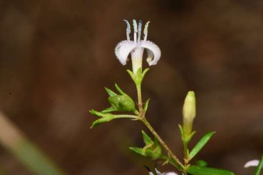 Image of diamondflowers