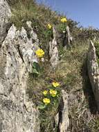 Image of Primula auricula L.