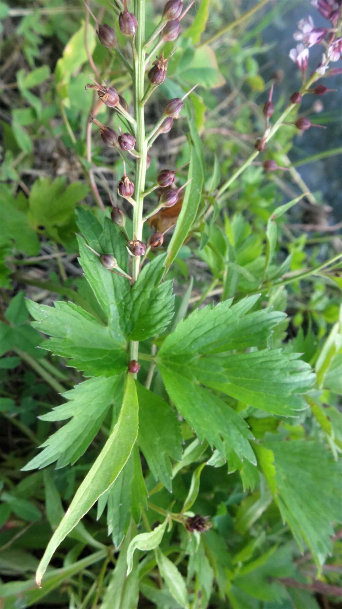 Image of Lysimachia dubia Solander