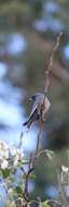 Image of Dusky Woodswallow