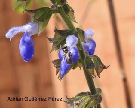 Image of Salvia longispicata M. Martens & Galeotti