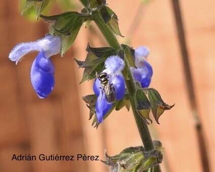 Image de Salvia longispicata M. Martens & Galeotti