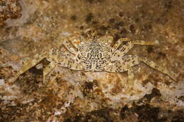 Image of Grapsus longitarsis Dana 1851