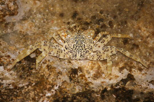 Image of Grapsus longitarsis Dana 1851