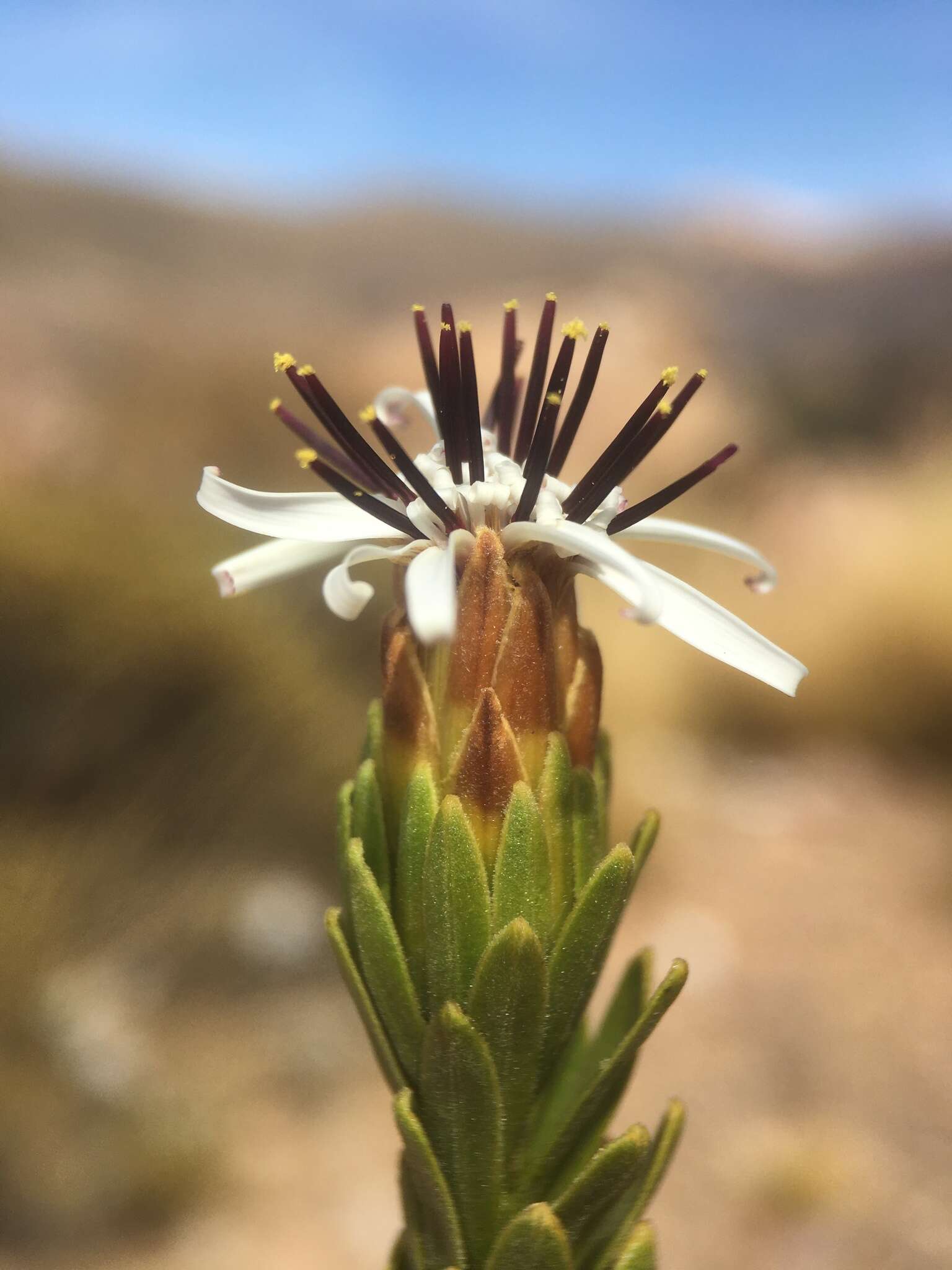 Image of Plazia daphnoides Wedd.