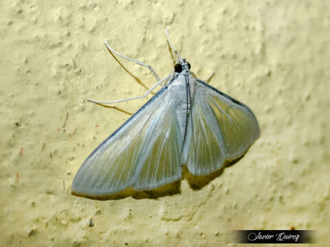 Image of Satin White Moth