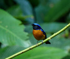 Image of Rufous-bellied Niltava