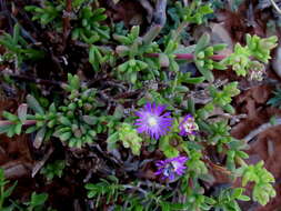 Image of Delosperma peersii Lavis