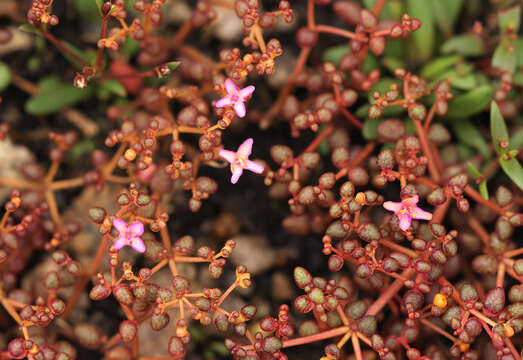 Image of Portulaca rhodesiana R. A. Dwyer & E. A. Bruce