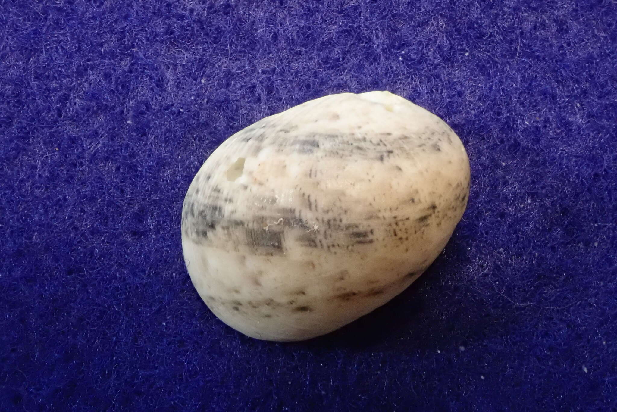 Image of polished nerite