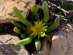 Image of Glottiphyllum surrectum (Haw.) L. Bol.