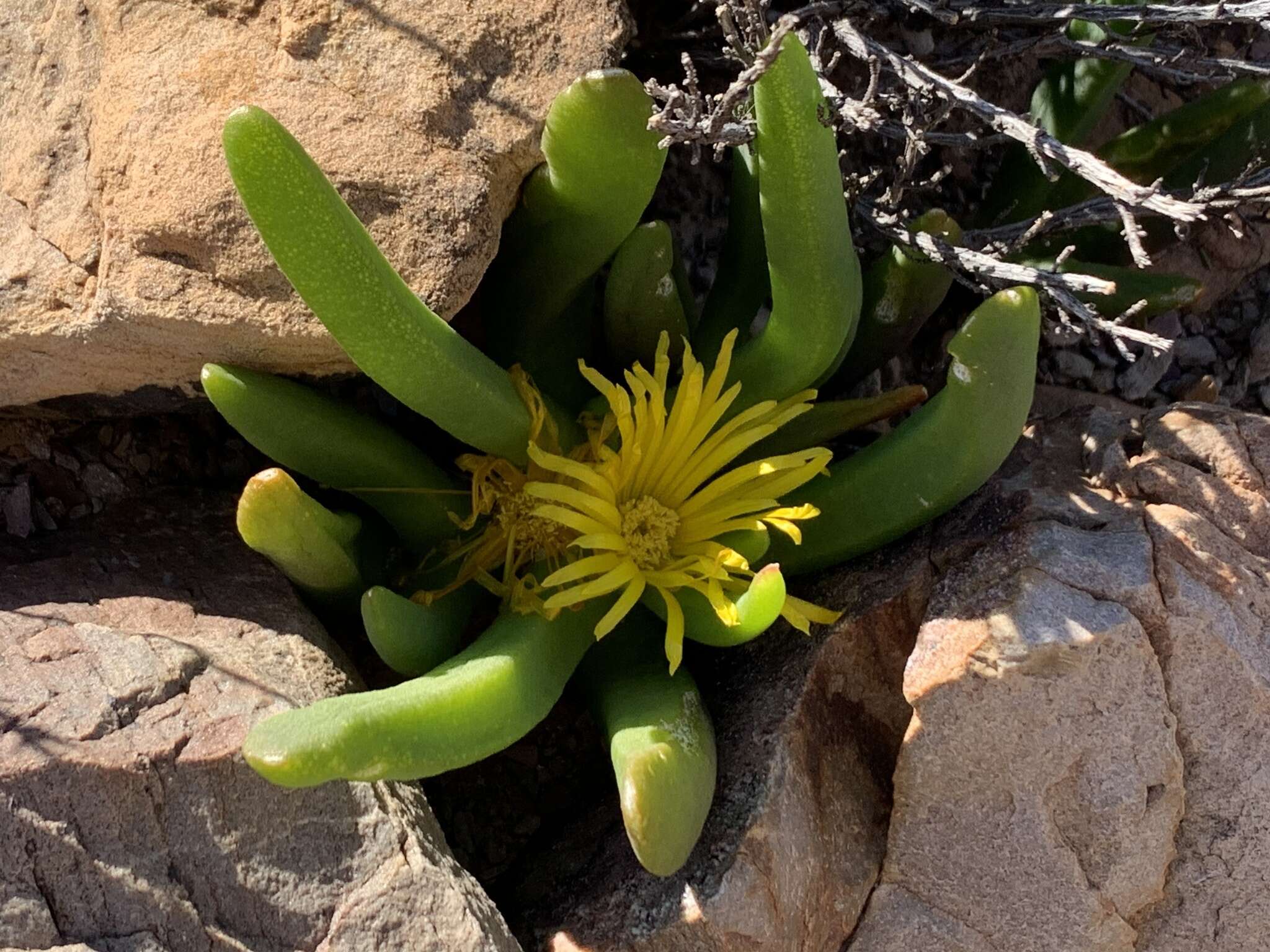 Image de Glottiphyllum surrectum (Haw.) L. Bol.