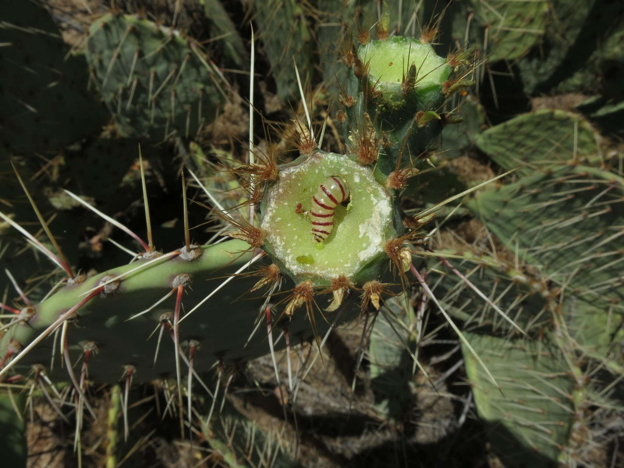 صورة Pseudoschinia elautalis Grote 1881