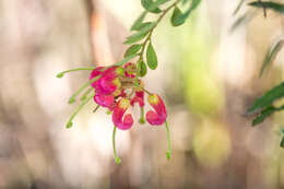 Image of Grevillea banyabba P. M. Olde & N. R. Marriott