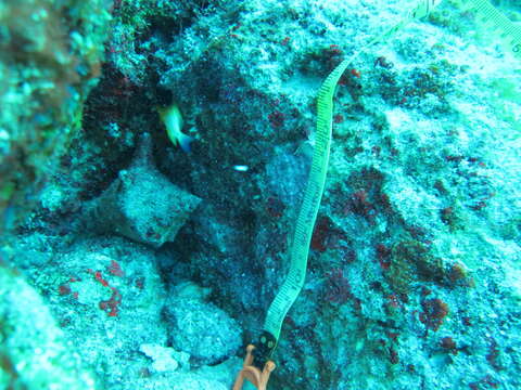 Image of Bicolor Damselfish