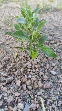 Physalis pumila var. hispida (Waterf.) J. R. Sullivan的圖片