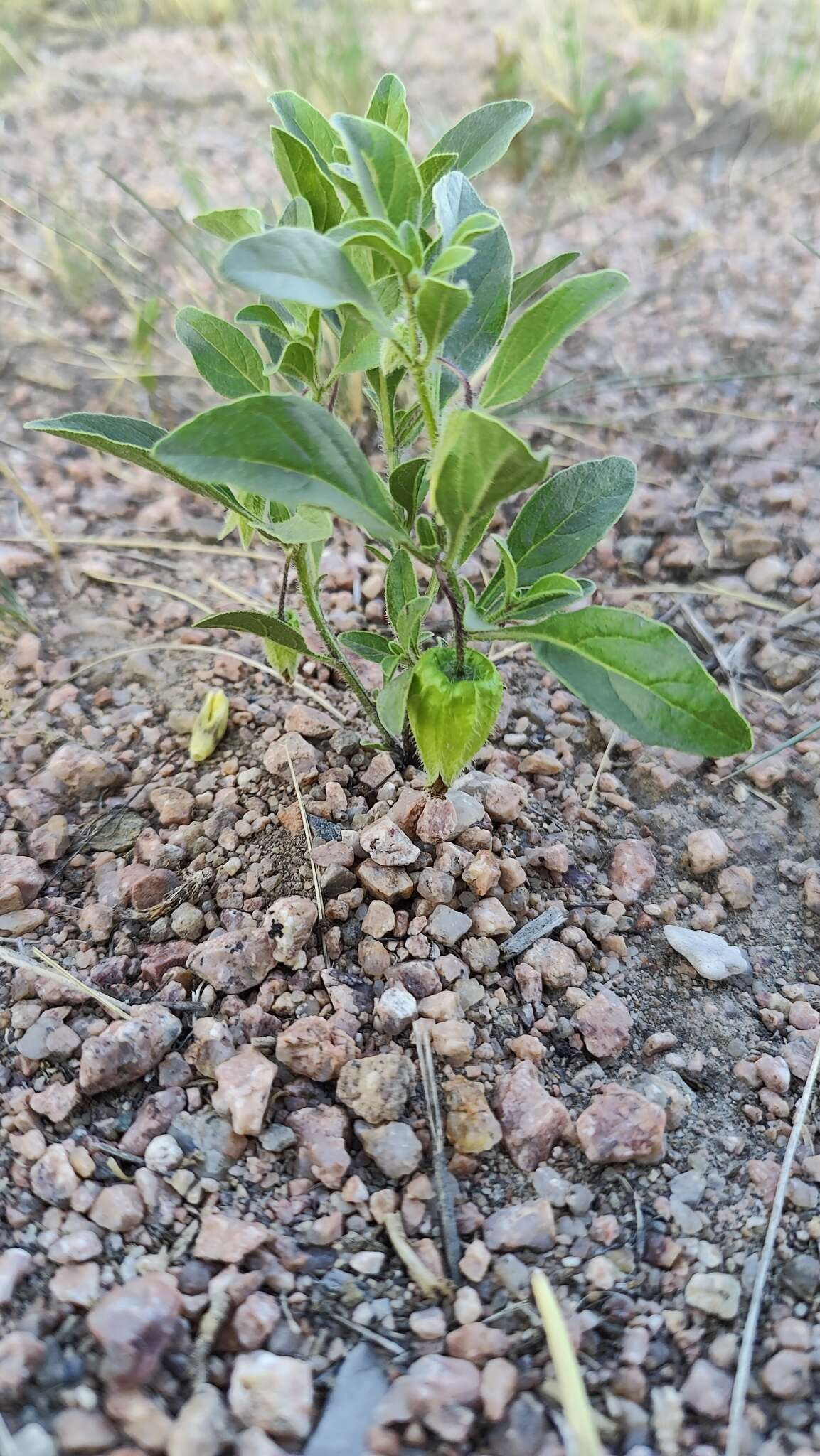 Image de Physalis pumila var. hispida (Waterf.) J. R. Sullivan