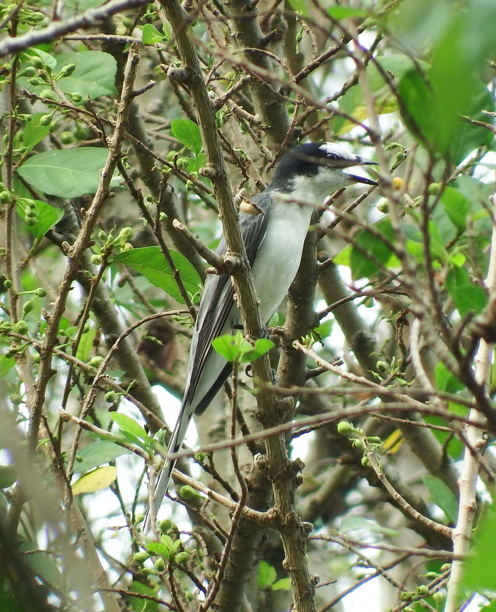 Image of Ashy Minivet