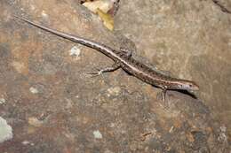 Image of Saxicoline Sunskink