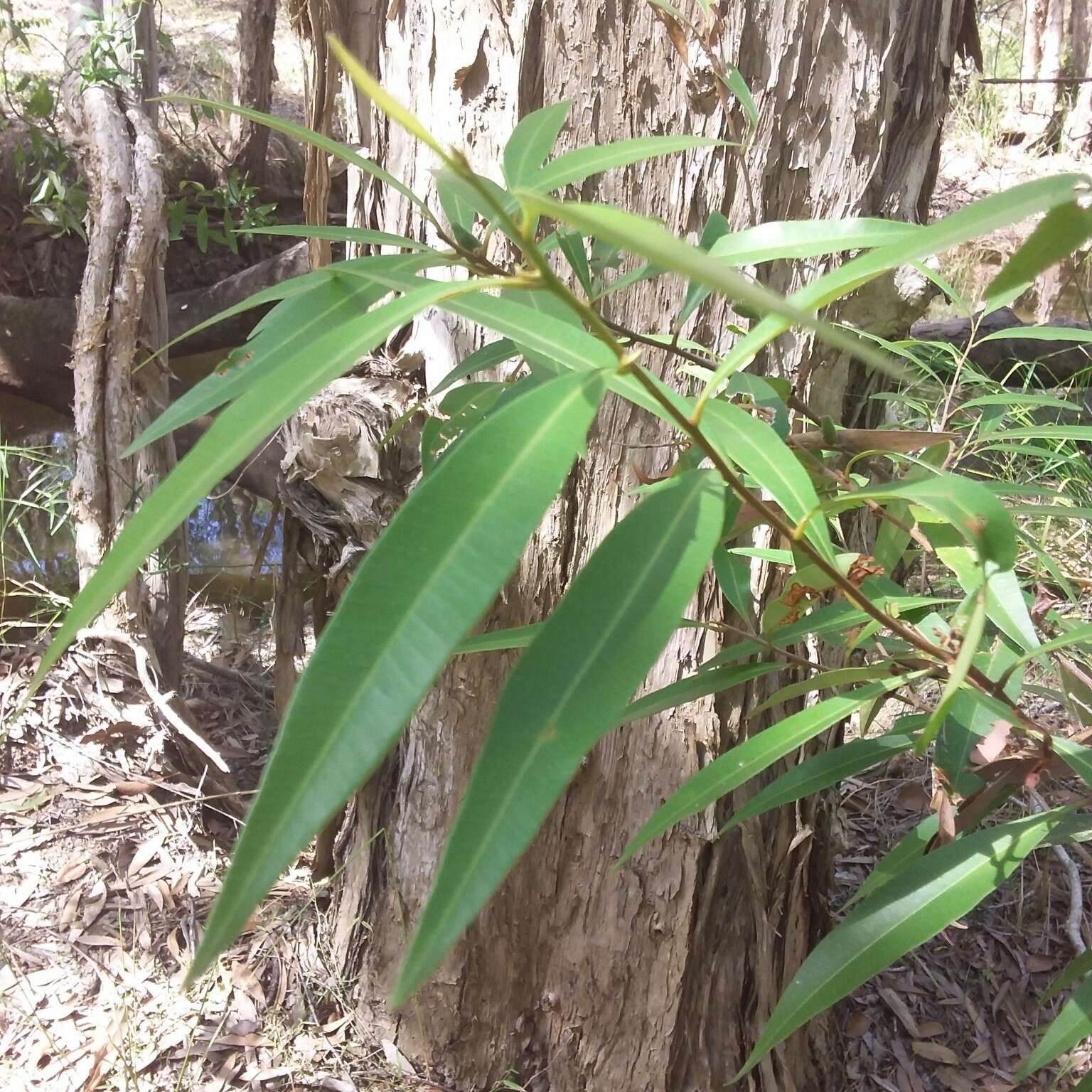 Image of Quassia bidwillii (Hook. fil.) Nooteboom