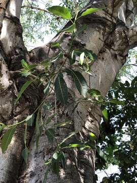 Image of Ficus insipida Willd.