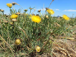 Image of narrow-leaved iceplant